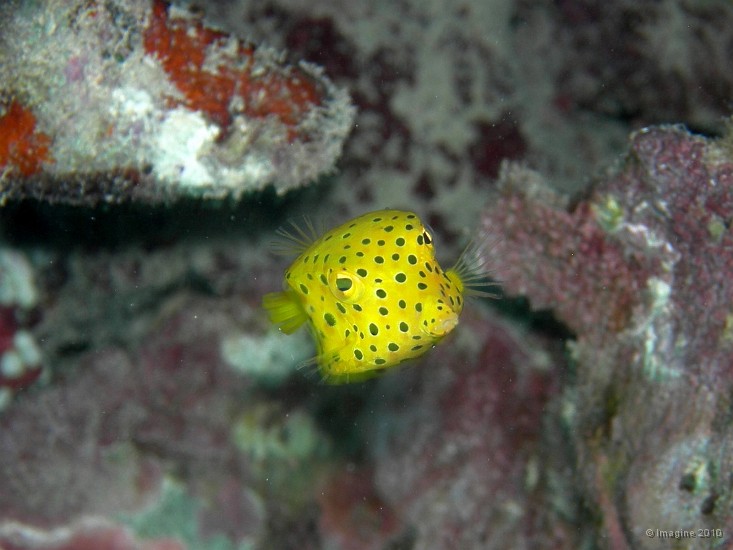 05- Poisson-coffre jaune juvenile - Ilot Ua.JPG